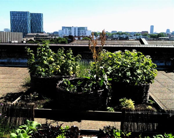 Rooftop PV vs. rooftop farming – pv magazine International