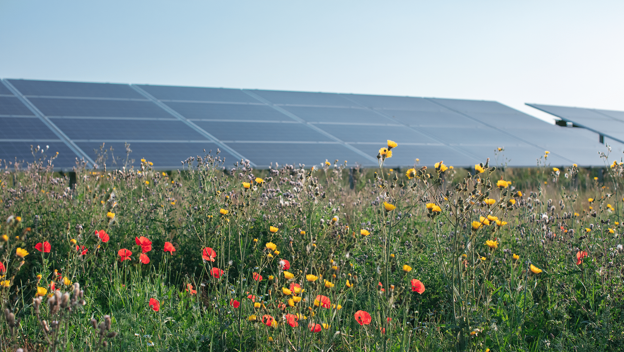 Denmark’s Better Energy designs solar park for lowlands – pv magazine ...