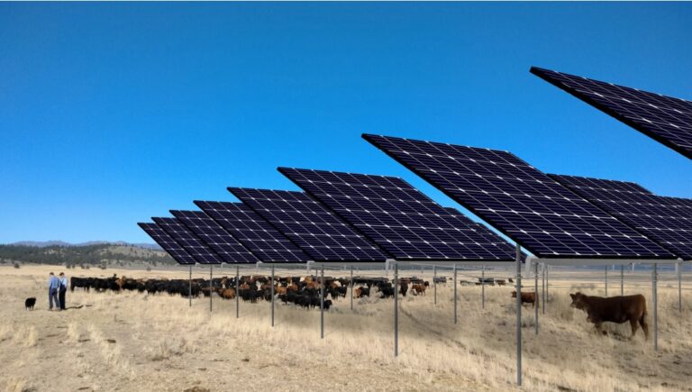 Cattle Agrivoltaics On Us Ranch Pv Magazine International