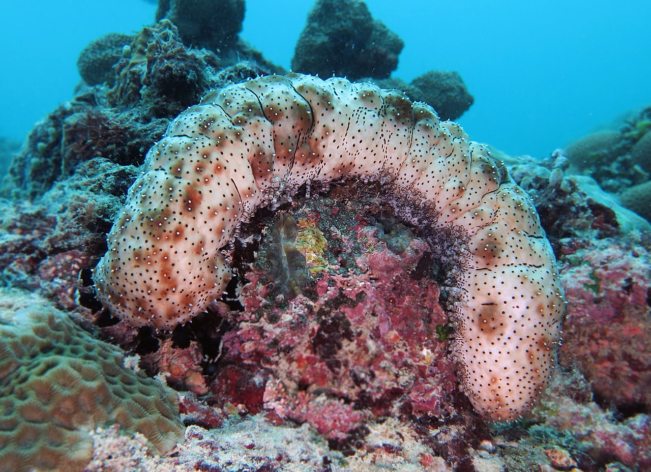 Photovoltaics for sea cucumber aquaculture